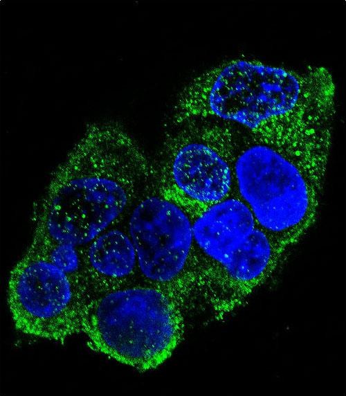 Confocal immunofluorescent analysis of COL8A2 Antibody (C-term)(Cat#AP11859b) with HepG2 cell followed by Alexa Fluor 488-conjugated goat anti-rabbit lgG (green). DAPI was used to stain the cell nuclear (blue).