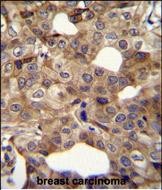 IHC-P - CCNI2 Antibody (Center) AP11897c