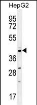 WB - CCNI2 Antibody (Center) AP11897c