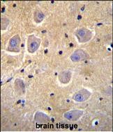 IHC-P - SHISA6 Antibody (N-term) AP11913a