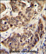 IHC-P - STK32A Antibody (N-term) AP11949a