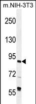 TFIIIC90 Antibody (N-term) (Cat. #AP11959a) western blot analysis in mouse NIH-3T3 cell line lysates (35ug/lane).This demonstrates the TFIIIC90 antibody detected the TFIIIC90 protein (arrow).