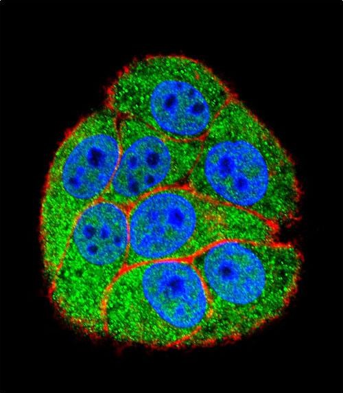 Confocal immunofluorescent analysis of XRCC5 Antibody (Center K439)(Cat#AP11960c) with hela cell followed by Alexa Fluor 488-conjugated goat anti-rabbit lgG (green). Actin filaments have been labeled with Alexa Fluor 555 phalloidin (red). DAPI was used to stain the cell nuclear (blue).