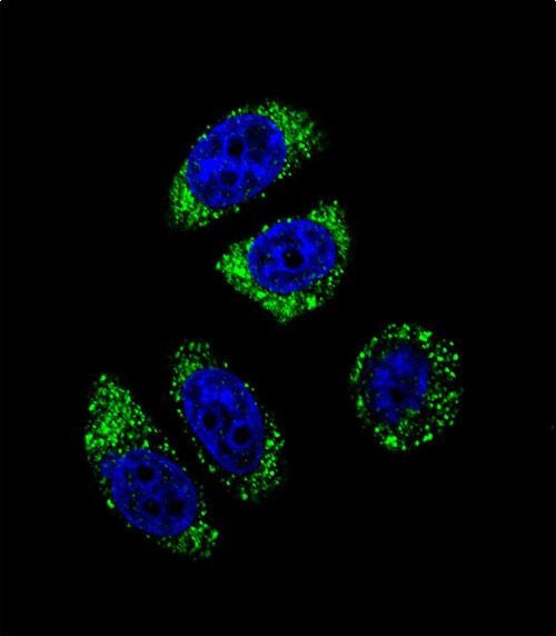 Confocal immunofluorescent analysis of EDN1 Antibody (C-term)(Cat#AP11973b) with A549 cell followed by Alexa Fluor 488-conjugated goat anti-rabbit lgG (green). DAPI was used to stain the cell nuclear (blue).