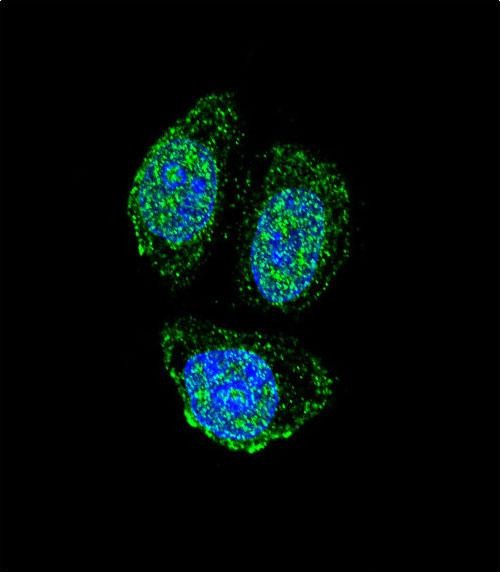 Confocal immunofluorescent analysis of IL17B Antibody (Center) (Cat#AP12002c) with Hela cell followed by Alexa Fluor 488-conjugated goat anti-rabbit lgG (green). DAPI was used to stain the cell nuclear (blue).