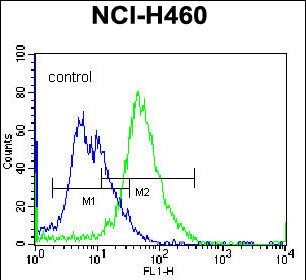 FC - PLCL2 Antibody (C-term) AP12004b
