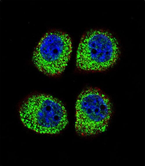 Confocal immunofluorescent analysis of ARRB1 Antibody (C-term)(Cat#AP12005b) with A549 cell followed by Alexa Fluor 488-conjugated goat anti-rabbit lgG (green).Actin filaments have been labeled with Alexa Fluor 555 phalloidin (red). DAPI was used to stain the cell nuclear (blue).