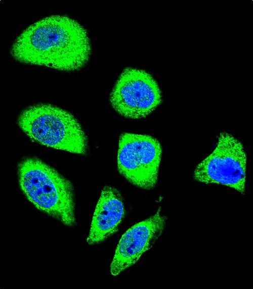 Confocal immunofluorescent analysis of PCDHGA8 Antibody (C-term)(Cat#AP12016b) with U-251MG cell followed by Alexa Fluor 488-conjugated goat anti-rabbit lgG (green). DAPI was used to stain the cell nuclear (blue).