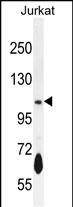 WB - PDE3B Antibody (Center) AP12018c