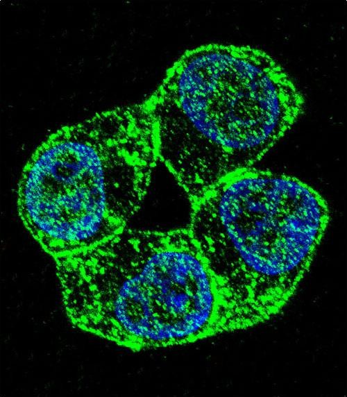 Confocal immunofluorescent analysis of PCDHA8 Antibody (C-term)(Cat#AP12021b) with ZR-75-1 cell followed by Alexa Fluor 488-conjugated goat anti-rabbit lgG (green). DAPI was used to stain the cell nuclear (blue).