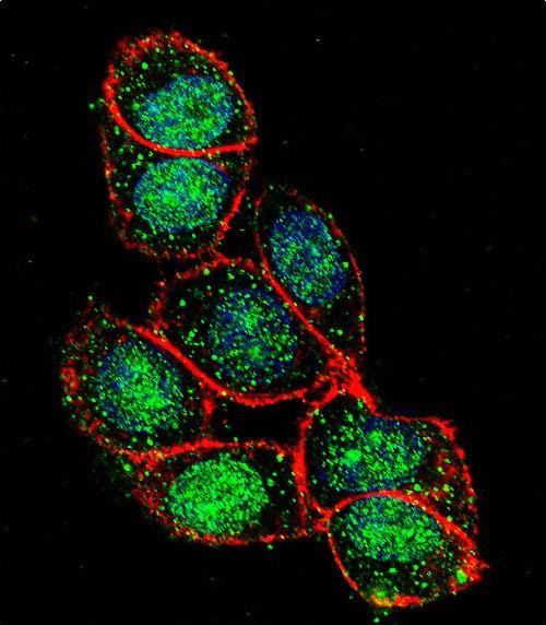 Confocal immunofluorescent analysis of FOXA2 Antibody (C-term)(Cat#AP12031b) with Hela cell followed by Alexa Fluor 488-conjugated goat anti-rabbit lgG (green). Actin filaments have been labeled with Alexa Fluor 555 phalloidin (red).DAPI was used to stain the cell nuclear (blue).