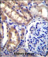 IHC-P - SH2D4A Antibody (N-term) AP12049A