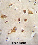 IHC-P - Kif5C-2 Antibody AP12055a