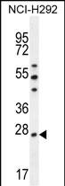 PRDX4 Antibody (Center) (Cat. #AP12100c) western blot analysis in NCI-H292 cell line lysates (35ug/lane).This demonstrates the PRDX4 antibody detected the PRDX4 protein (arrow).