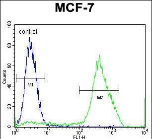 FC - MBD3L3 Antibody (C-term) AP12132b