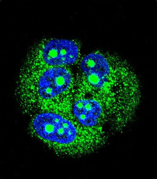 IF - MBD3L3 Antibody (C-term) AP12132b
