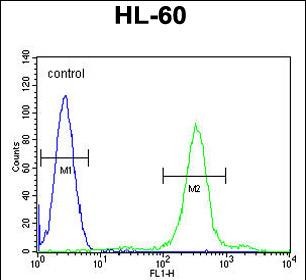 FC - SPECC1 Antibody (Center) AP12147c