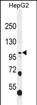 WB - COL21A1 Antibody (N-term) AP12150a