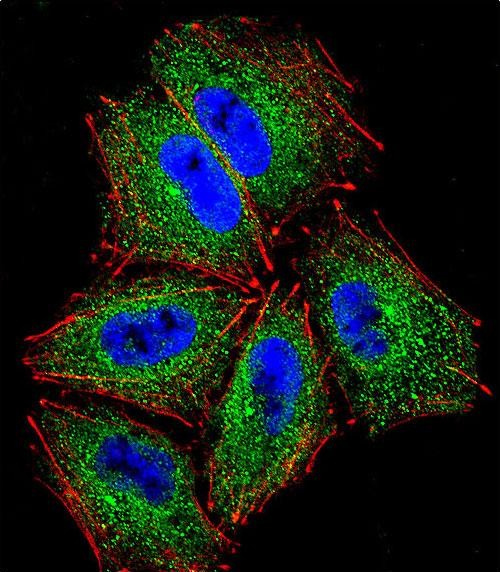 Confocal immunofluorescent analysis of PCDHAC2 Antibody (Center)(Cat#AP12157c) with NCI-H460 cell followed by Alexa Fluor 488-conjugated goat anti-rabbit lgG (green). Actin filaments have been labeled with Alexa Fluor 555 phalloidin (red).DAPI was used to stain the cell nuclear (blue).