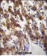 IHC-P - PHF20 Antibody (N-term) AP12161a