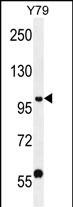 WB - PHF20 Antibody (N-term) AP12161a