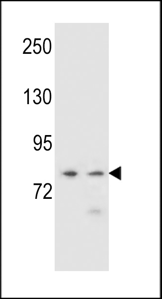 PCDHA9 Antibody (N-term) (Cat. #AP12165a) western blot analysis in NCI-H460,K562 cell line lysates (35ug/lane).This demonstrates the PCDHA9 antibody detected the PCDHA9 protein (arrow).