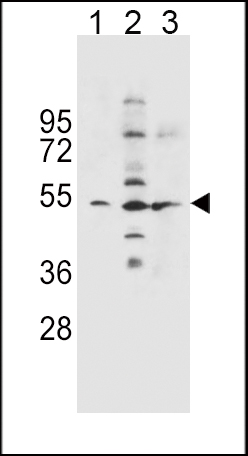 WB - SLC36A1 Antibody (N-term) AP12170A