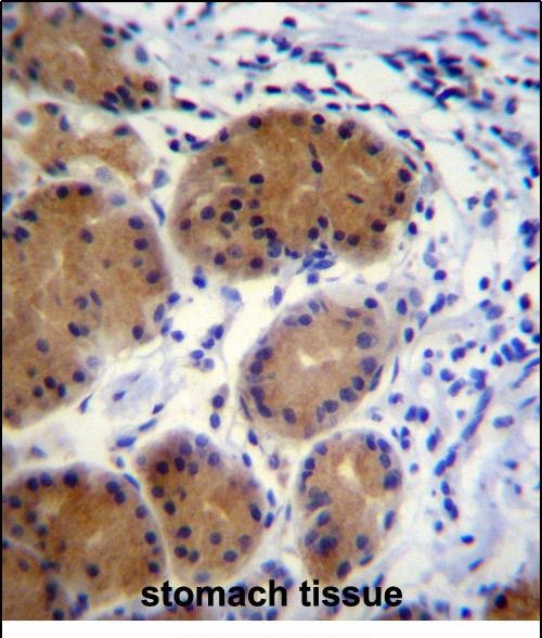 IHC-P - MORN5 Antibody (C-term) AP12205b