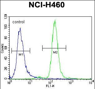 FC - CCNYL3 Antibody (N-term) AP12215a