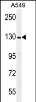 WB - RPGR Antibody (C-term) AP12226b