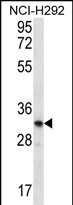 WB - OR51L1 Antibody (N-term) AP12277a