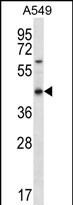 WB - OR51S1 Antibody (C-term) AP12317b