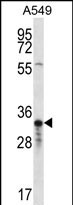 WB - OR4F5 Antibody (N-term) AP12320a
