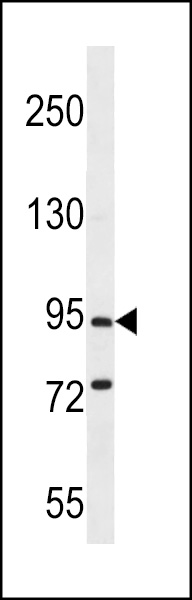 PCDHGC5 Antibody (Center) (Cat. #AP12332c) western blot analysis in mouse brain tissue lysates (35ug/lane).This demonstrates the PCDHGC5 antibody detected the PCDHGC5 protein (arrow).