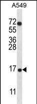 COX7A2L Antibody (Center) (Cat. #AP12338c) western blot analysis in A549 cell line lysates (35ug/lane).This demonstrates the COX7A2L antibody detected the COX7A2L protein (arrow).