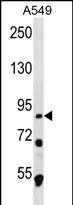 MDM1 Antibody (C-term) (Cat. #AP12344b) western blot analysis in A549 cell line lysates (35ug/lane).This demonstrates the MDM1 antibody detected the MDM1 protein (arrow).