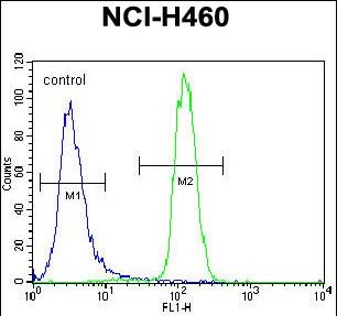 FC - LETM2 Antibody (N-term) AP12360a