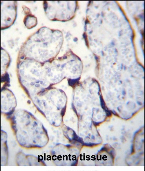 IHC-P - LETM2 Antibody (N-term) AP12360a