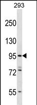 WB - ESPNL Antibody (C-term) AP12361b