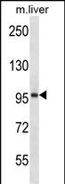 WB - ESPNL Antibody (C-term) AP12361b