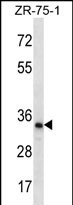 WB - TLCD2 Antibody (C-term) AP12362b