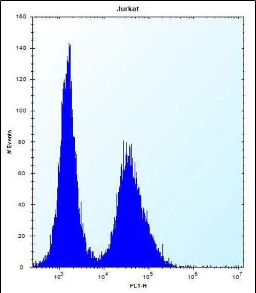 FC - NBPF5 Antibody (C-term) AP12364b