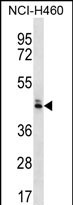 WB - OR52N5 Antibody (C-term) AP12368b
