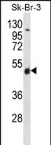 WB - WDR34 Antibody (Center) AP12421C