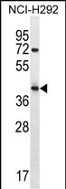 WB - ARRDC5 Antibody (N-term) AP12442a