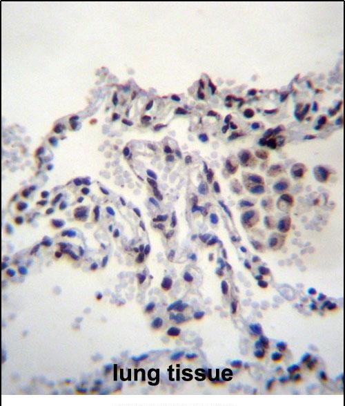 IHC-P - MEIG1 Antibody (Center) AP12447C