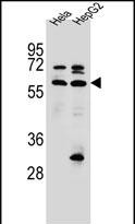 WB - SEPN1 Antibody (C-term) AP12452B