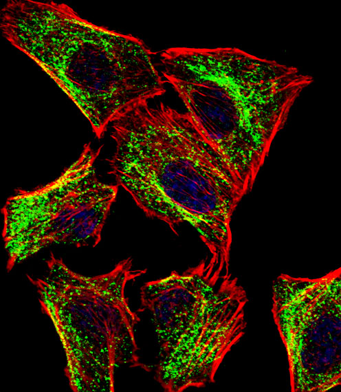 Fluorescent confocal image of U251 cell stained with ATP5J Antibody (Center)(Cat#AP12457c).U251 cells were fixed with 4% PFA (20 min), permeabilized with Triton X-100 (0.1%, 10 min), then incubated with ATP5J primary antibody (1:25, 1 h at 37?). For secondary antibody, Alexa Fluor� 488 conjugated donkey anti-rabbit antibody (green) was used (1:400, 50 min at 37?).Cytoplasmic actin was counterstained with Alexa Fluor� 555 (red) conjugated Phalloidin (7units/ml, 1 h at 37?). Nuclei were counterstained with DAPI (blue) (10 �g/ml, 10 min).ATP5J immunoreactivity is localized to Mitochondria significantly.