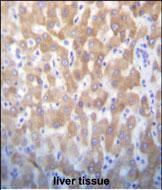 IHC-P - FASTK Antibody (C-term) AP12464b