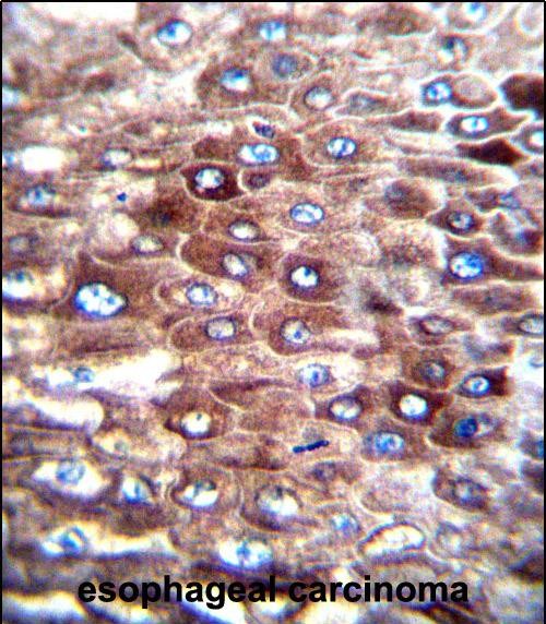 IHC-P - CJ057 Antibody (C-term) AP12475b